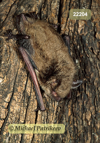 Cave Myotis (Myotis velifer)